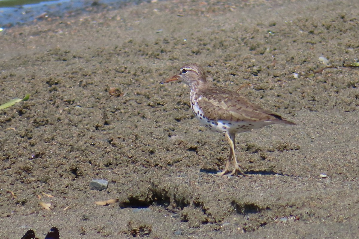 Spotted Sandpiper - ML638717074