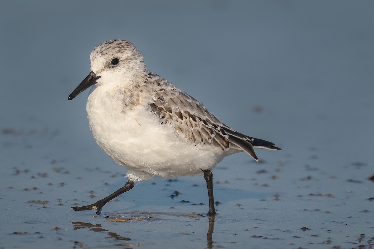 Sanderling - ML638717100