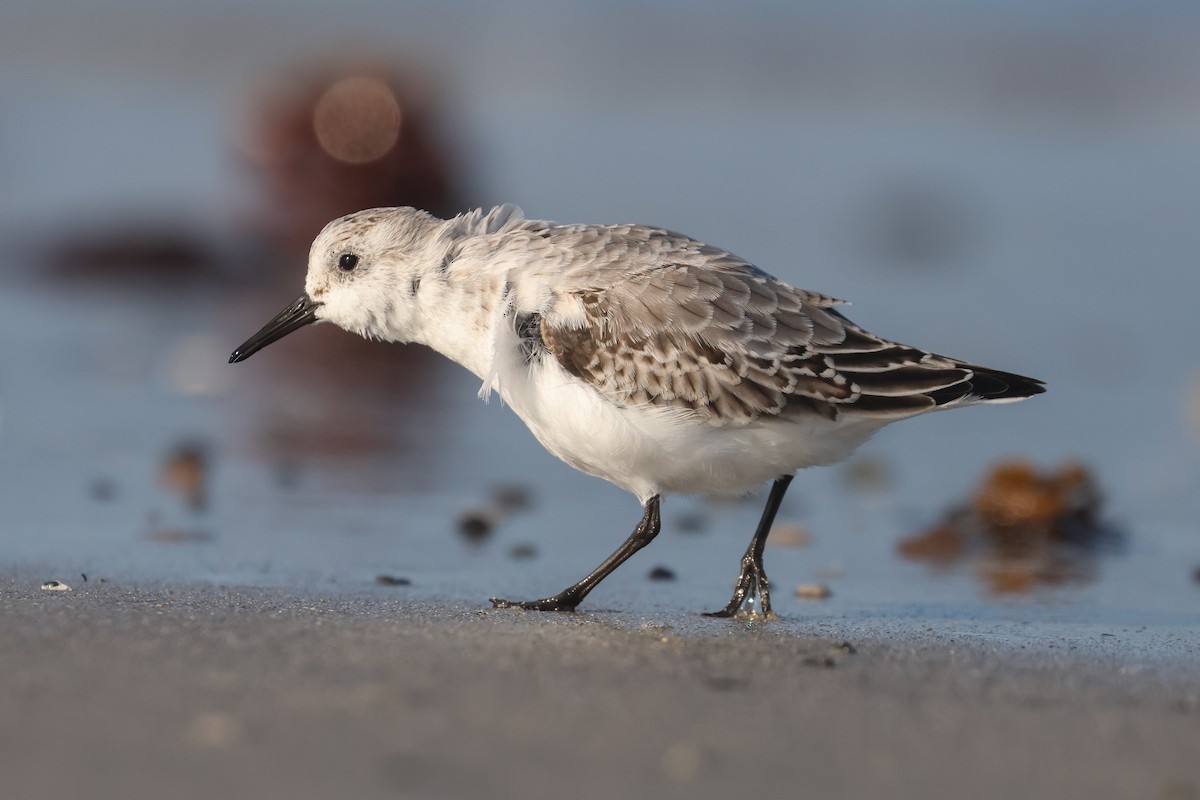 Sanderling - ML638717104
