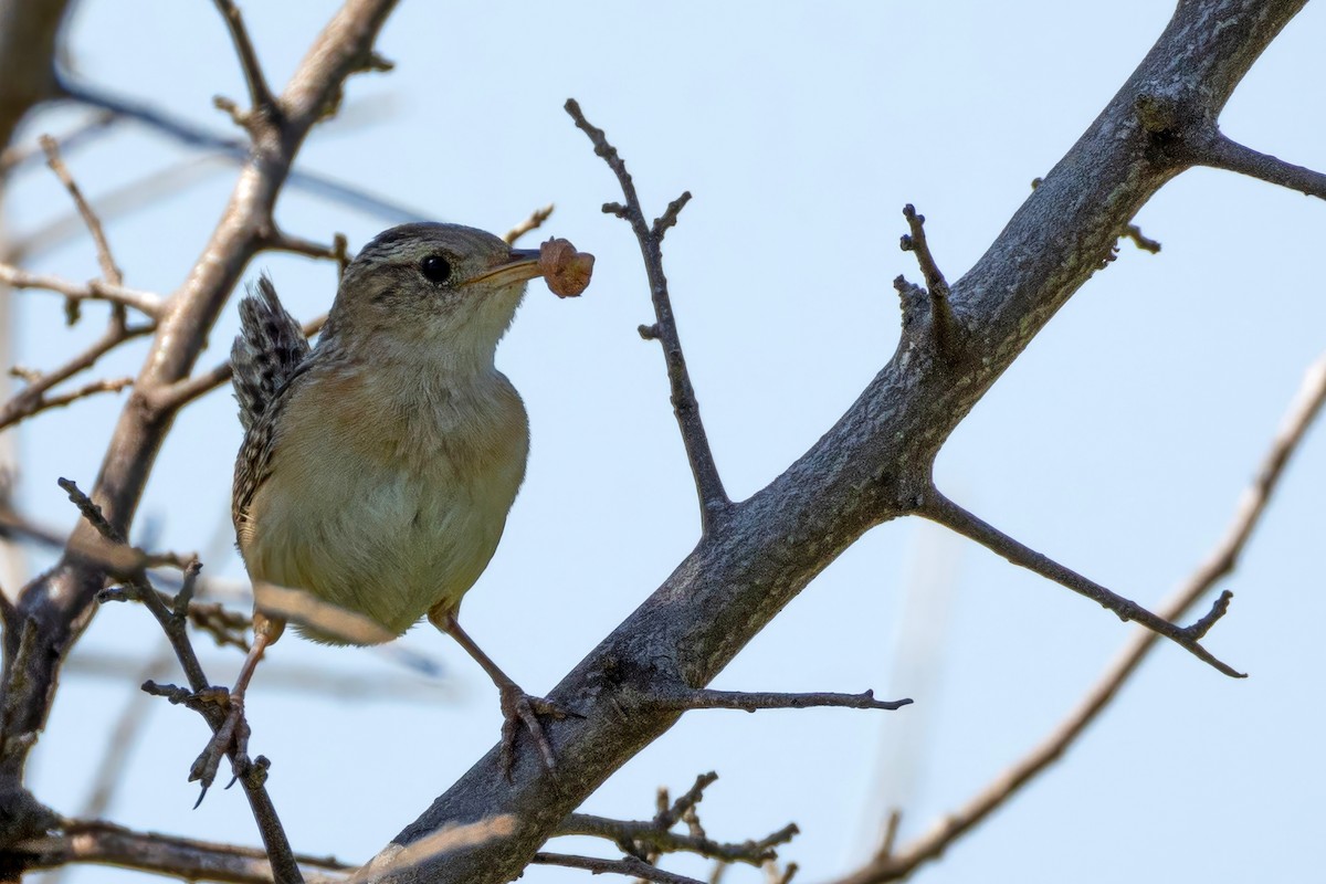 Sedge Wren - ML638717108