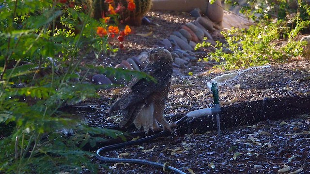 Great Horned Owl - ML638717118