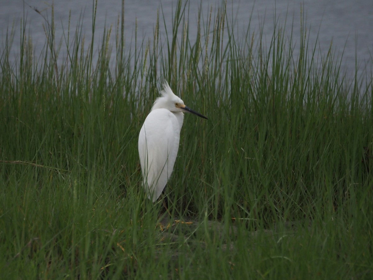 Snowy Egret - ML638717167