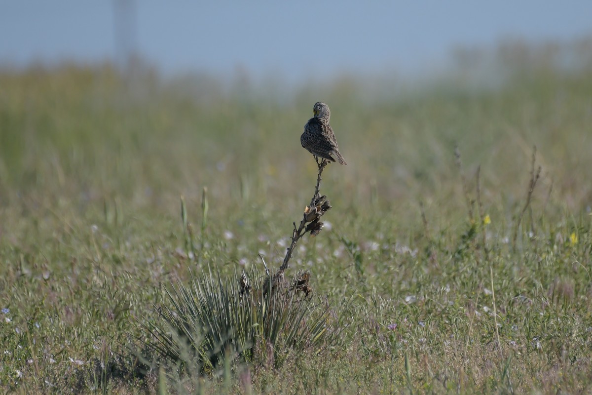 Western Meadowlark - ML638717172