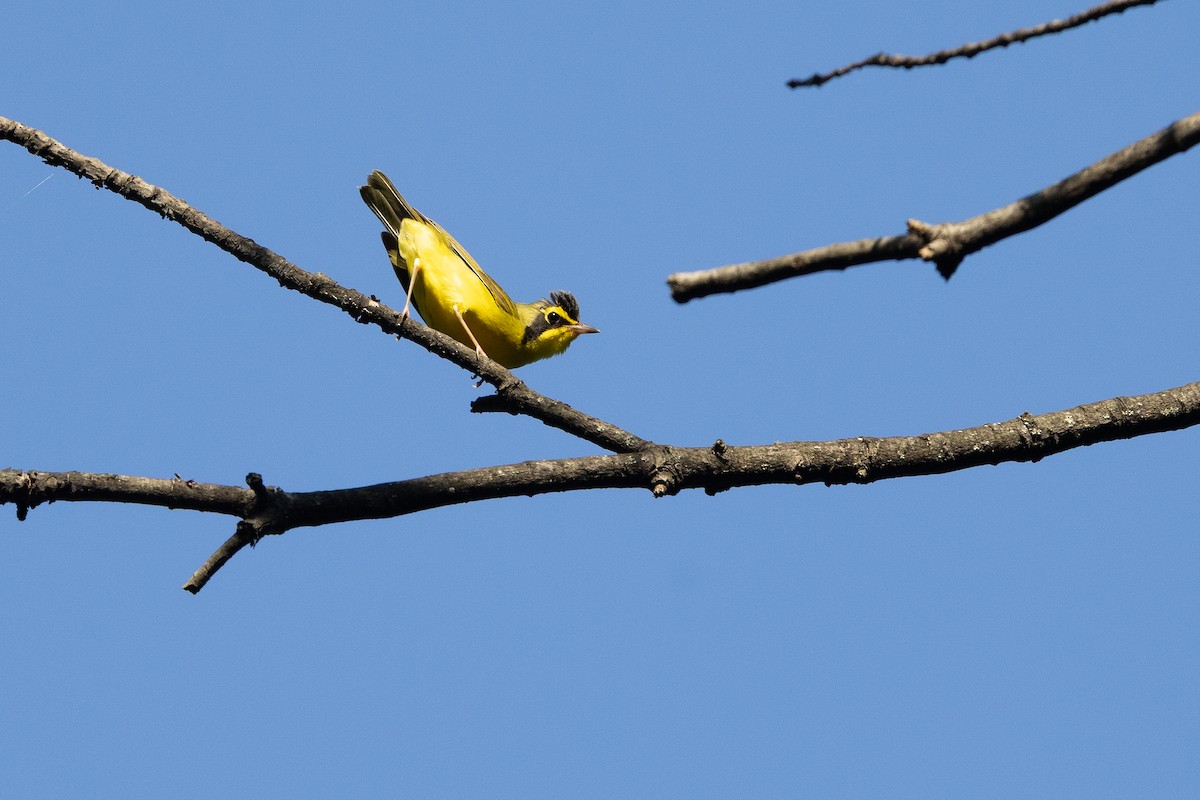 Kentucky Warbler - ML638717182