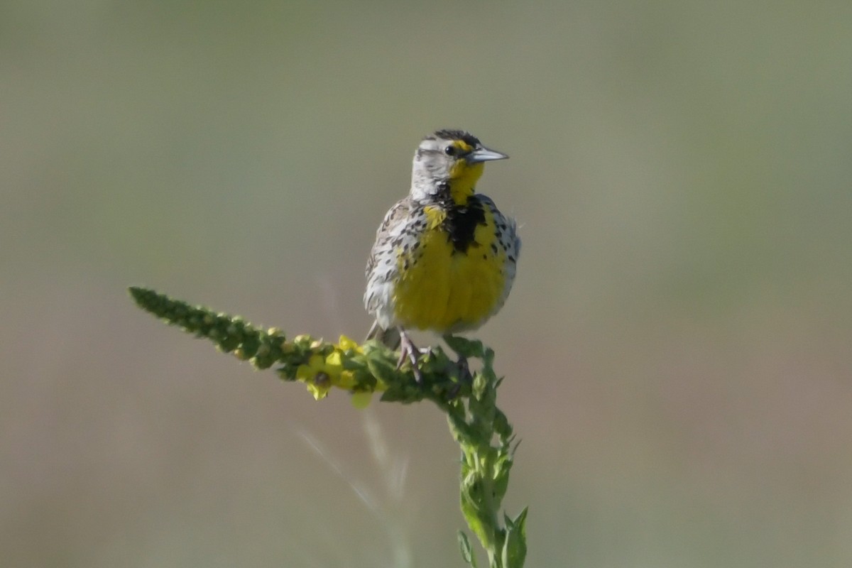 Western Meadowlark - ML638717184