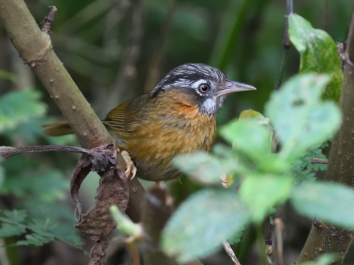 Gray-throated Babbler - ML638717185