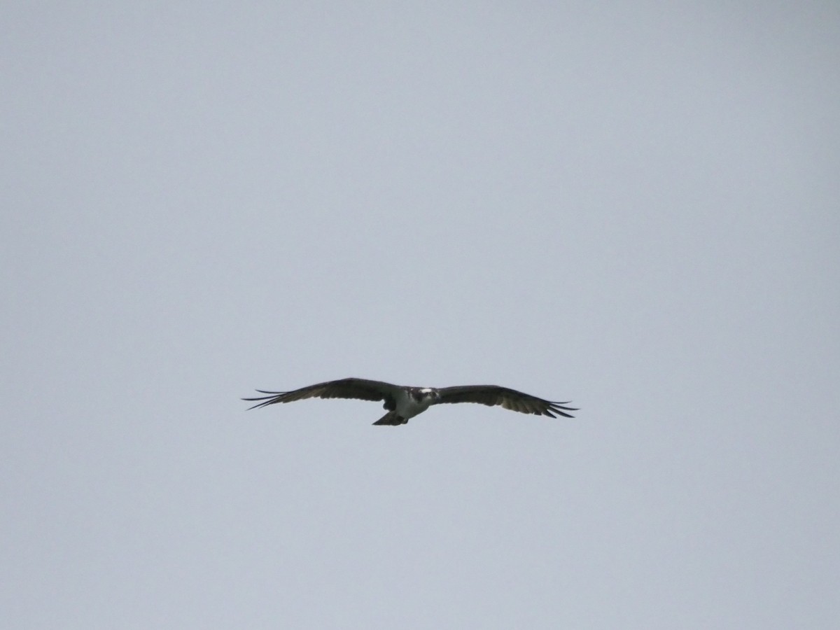Osprey - ML638717193