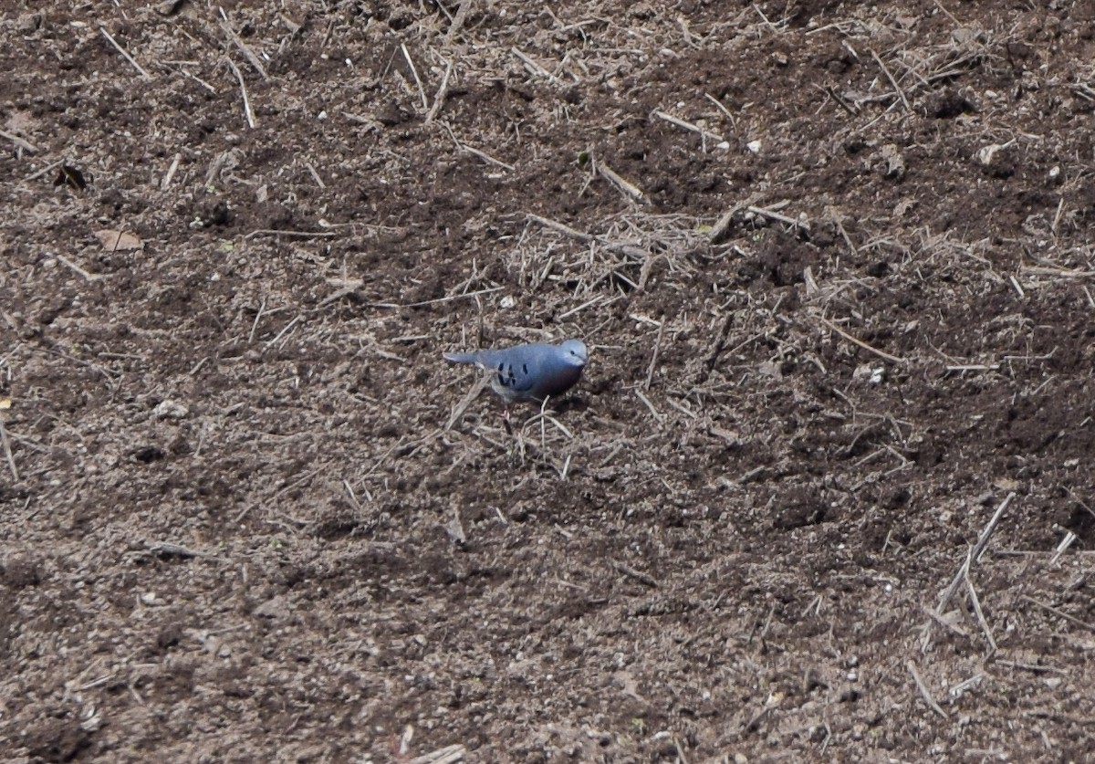 Maroon-chested Ground Dove - ML638717195
