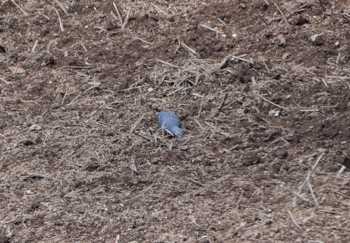 Maroon-chested Ground Dove - ML638717196