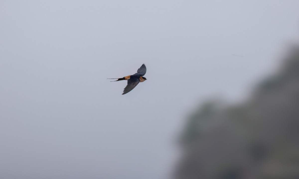 Lesser Striped Swallow - ML638717203