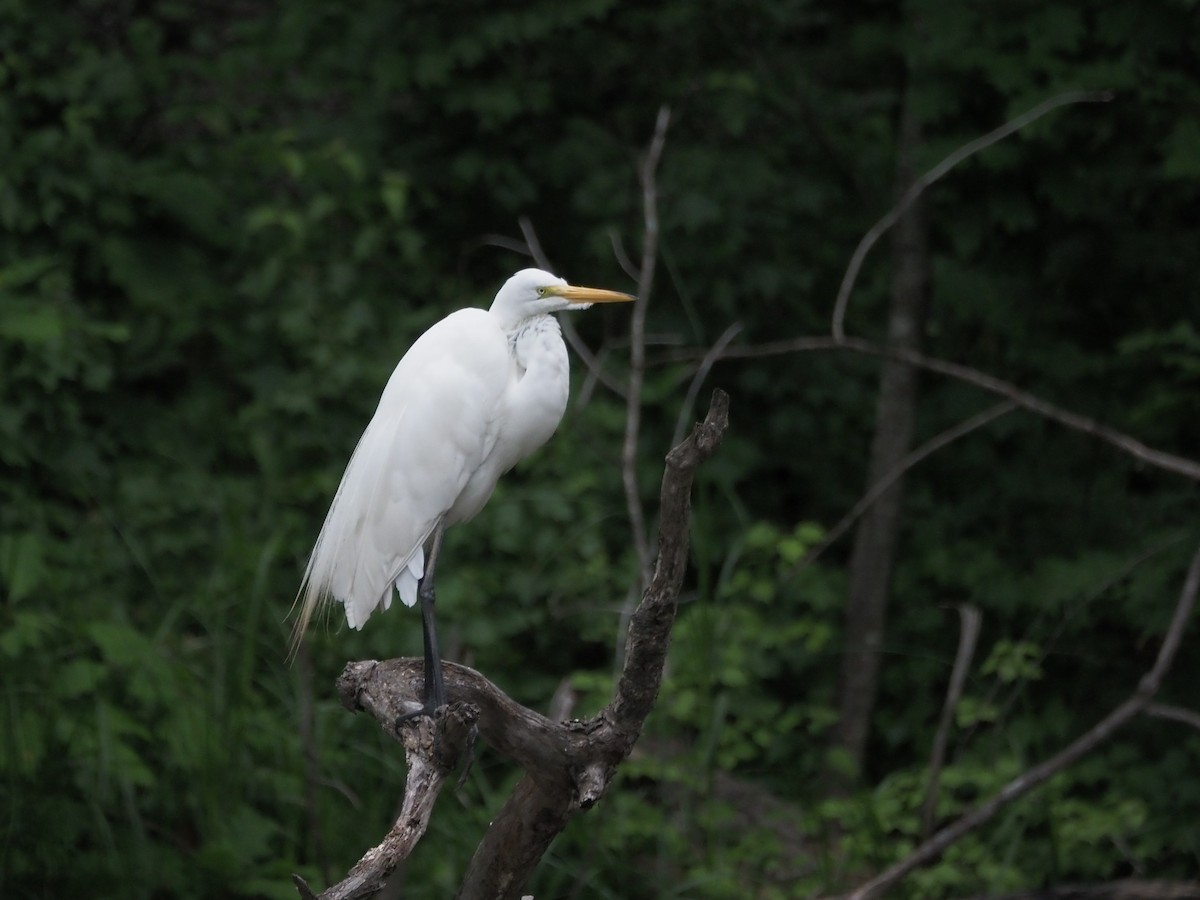 Great Egret - ML638717210