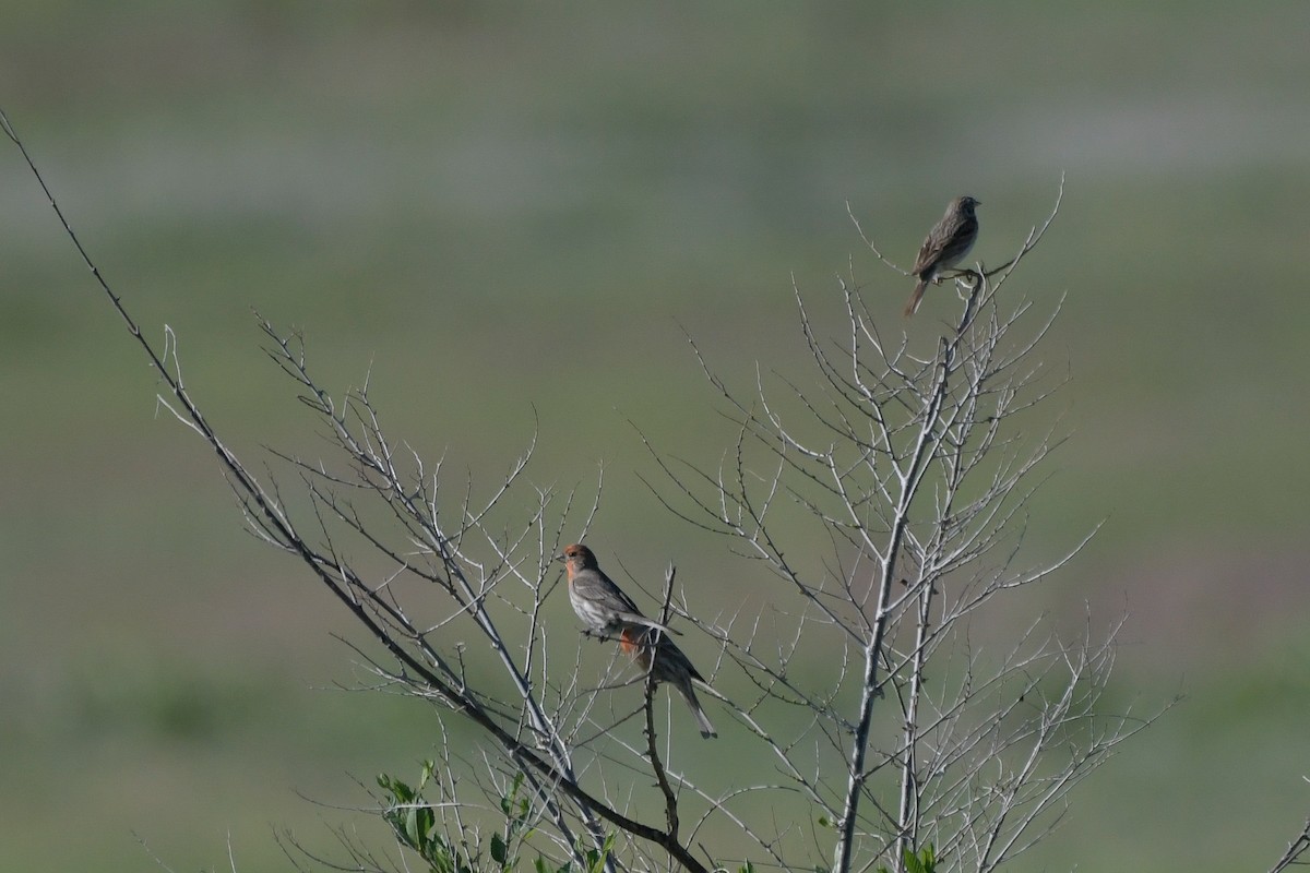 House Finch - ML638717212