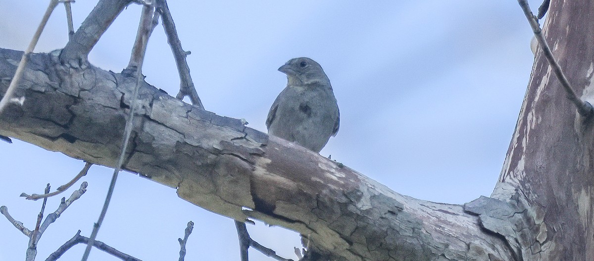 Canyon Towhee - ML638717239