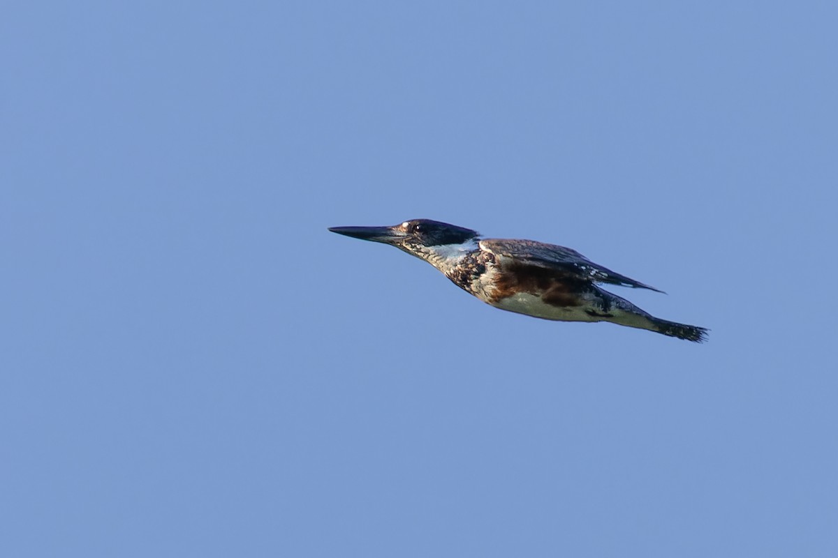 rybařík pruhoprsý - ML638717273
