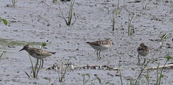 Semipalmated Sandpiper - ML638717300