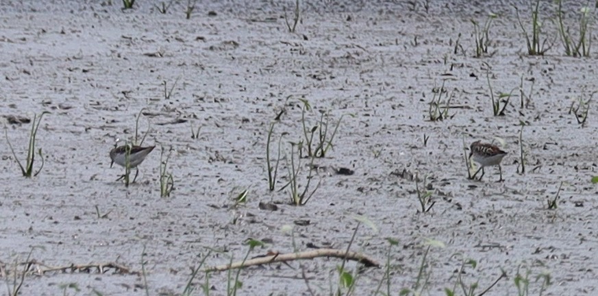 Semipalmated Sandpiper - ML638717301