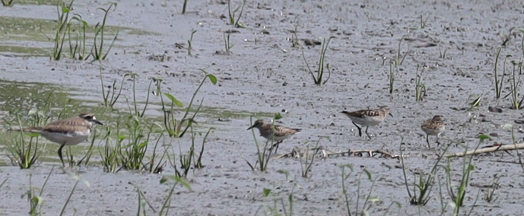 Semipalmated Sandpiper - ML638717302