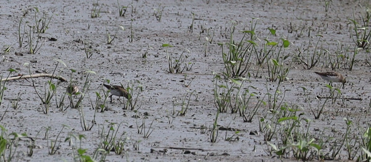 Semipalmated Sandpiper - ML638717303