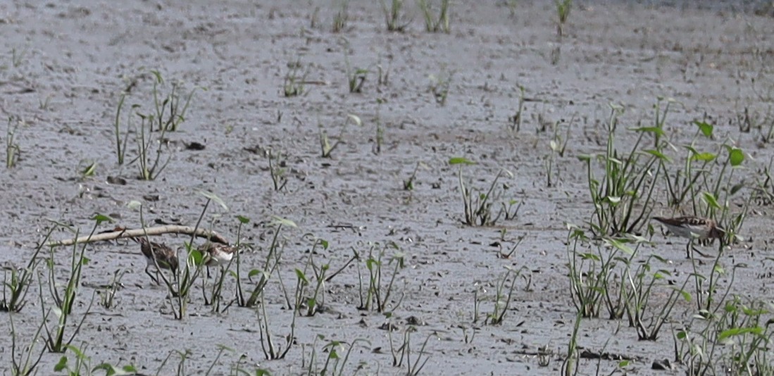Semipalmated Sandpiper - ML638717304