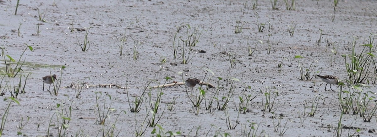 Semipalmated Sandpiper - ML638717305