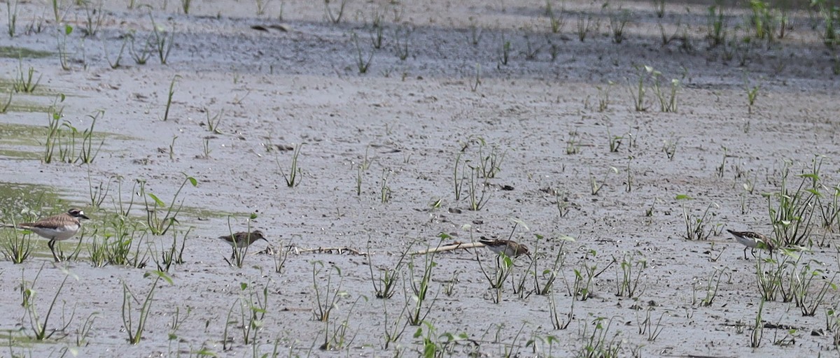 Semipalmated Sandpiper - ML638717306