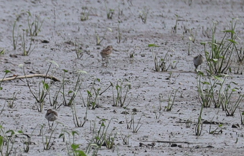 Semipalmated Sandpiper - ML638717307