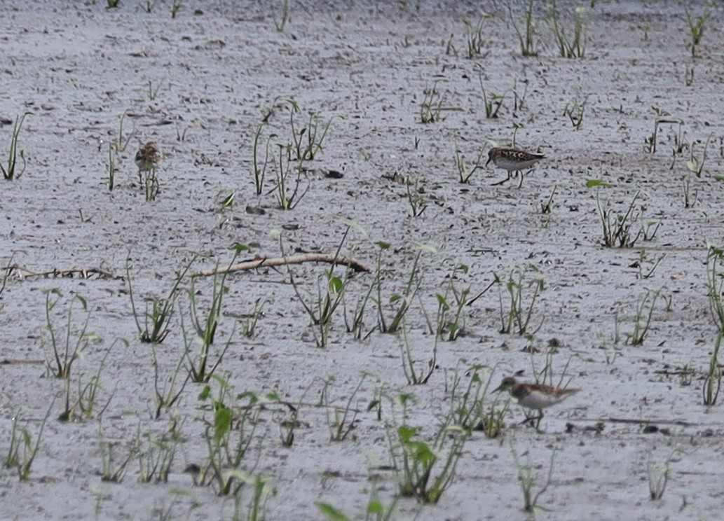 Semipalmated Sandpiper - ML638717308