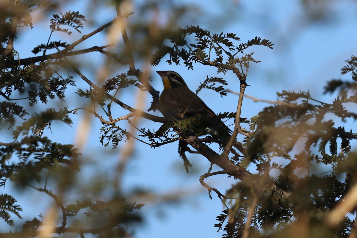 Golden-breasted Bunting - ML638717323
