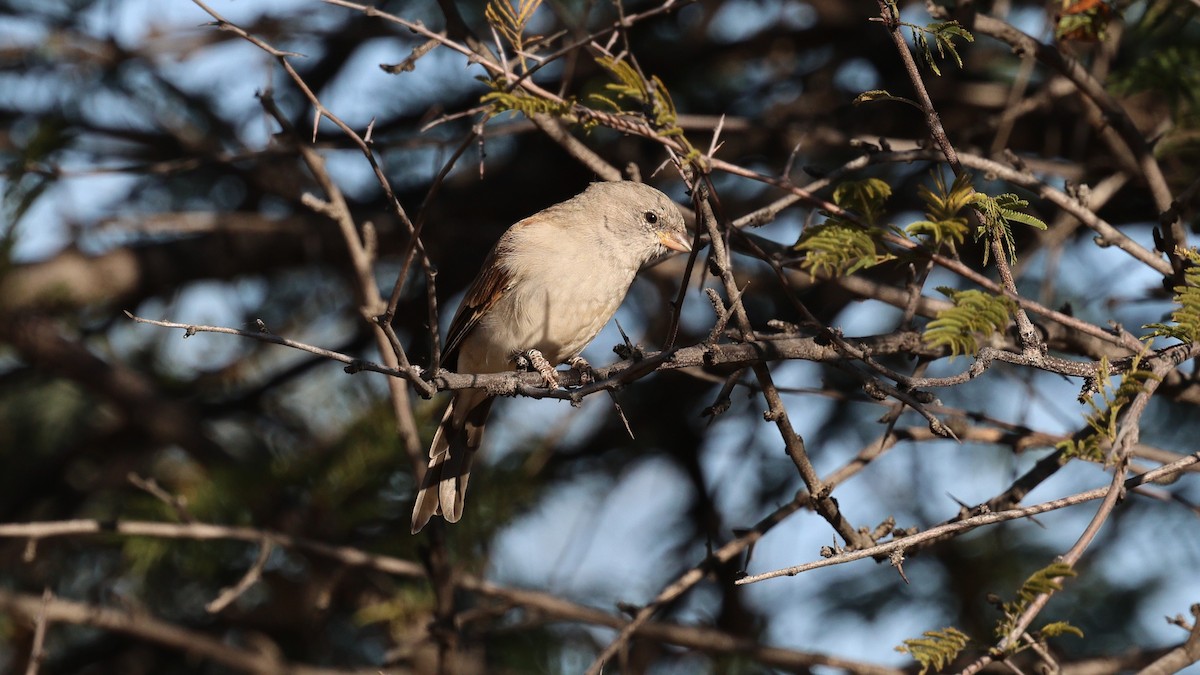 Southern Gray-headed Sparrow - ML638717335
