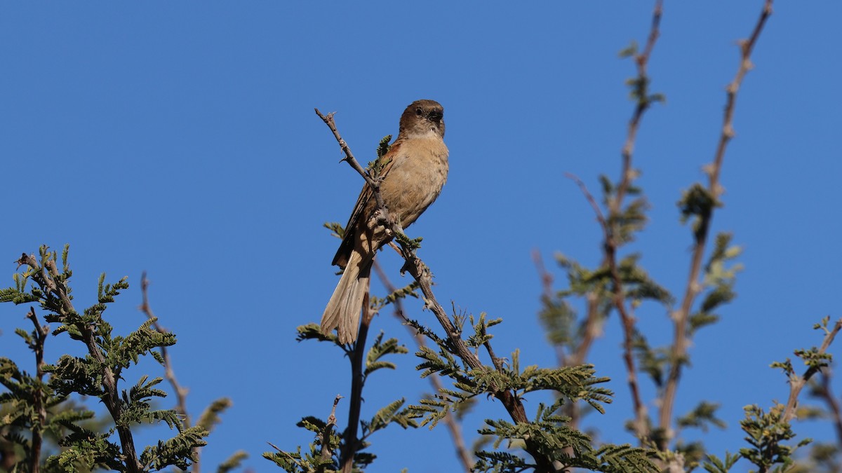 Southern Gray-headed Sparrow - ML638717336