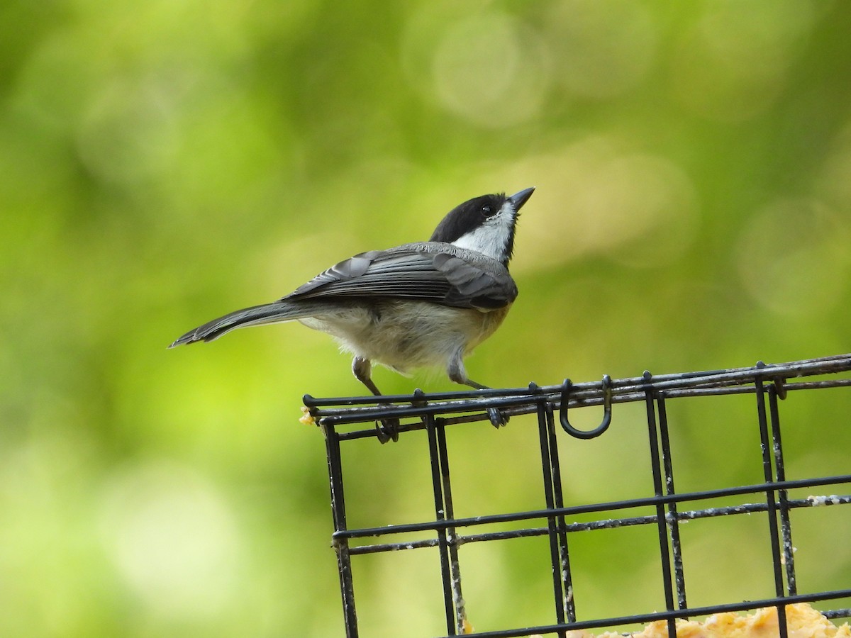 Carolina Chickadee - ML638717342