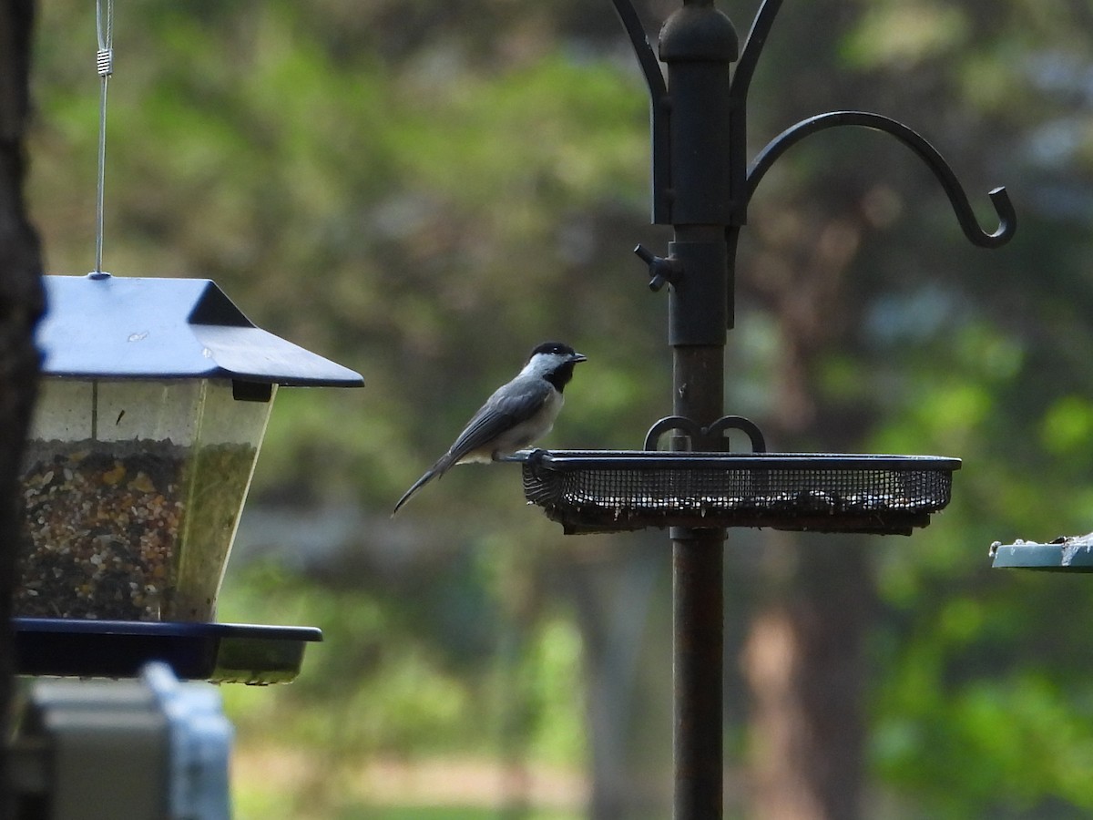 Carolina Chickadee - ML638717345