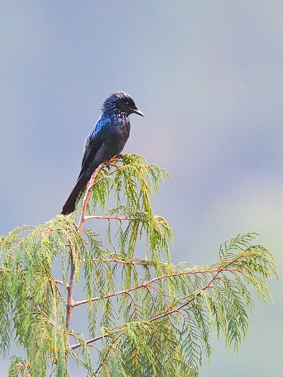 Bronzed Drongo - ML638717358