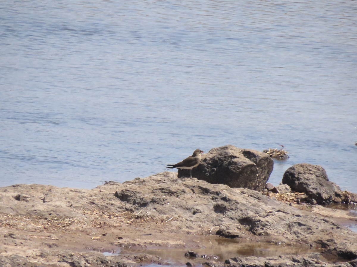 Collared Pratincole - ML638717371