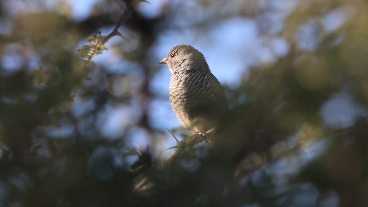 Green-winged Pytilia - ML638717374