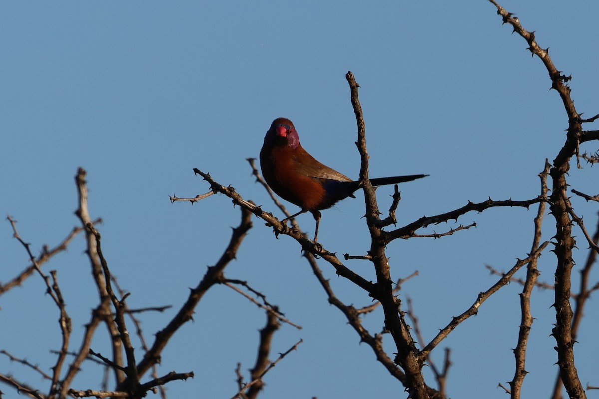 Violet-eared Waxbill - ML638717377