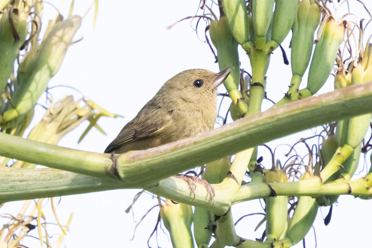 Cinnamon-bellied Flowerpiercer - ML638717380