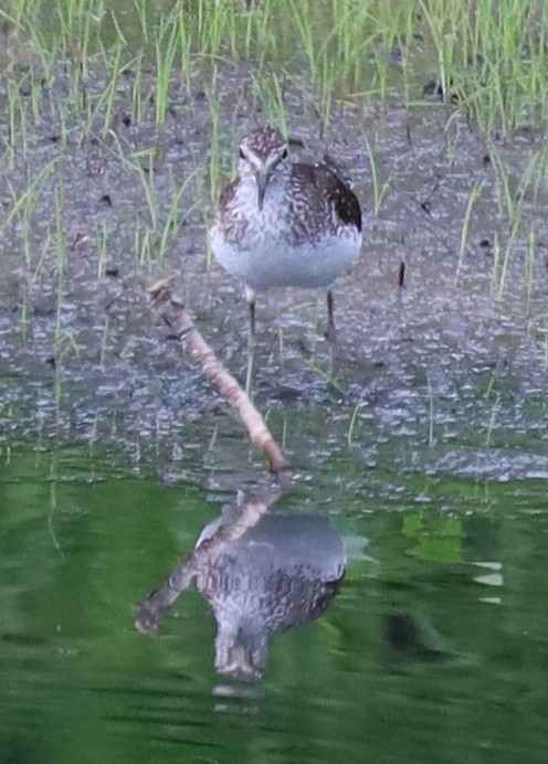 Solitary Sandpiper - ML638717386