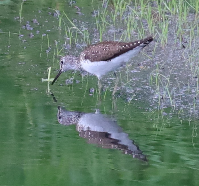 Solitary Sandpiper - ML638717387