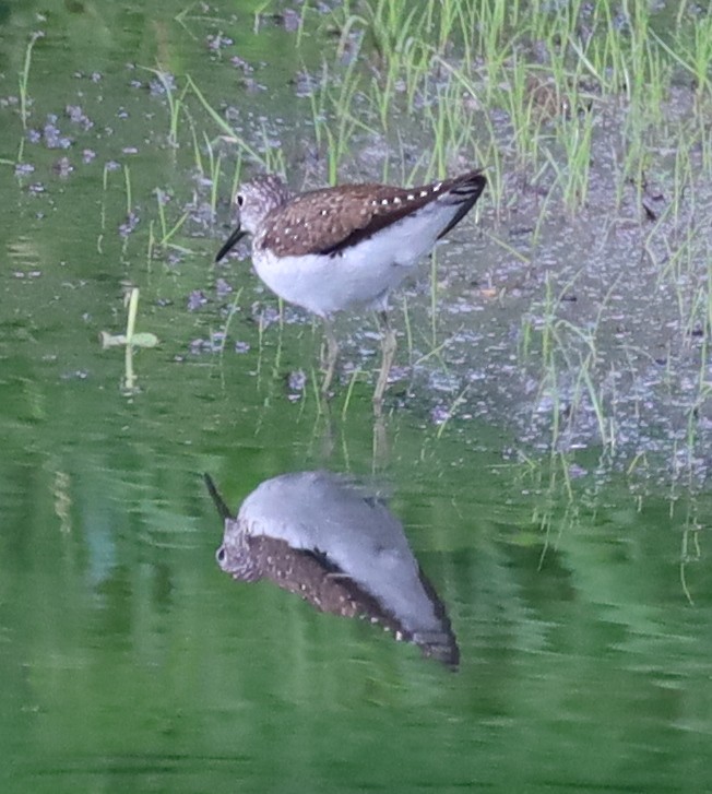 Solitary Sandpiper - ML638717388