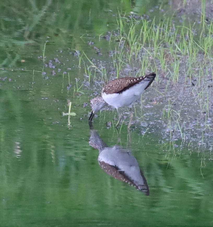 Solitary Sandpiper - ML638717389