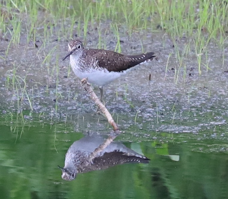 Solitary Sandpiper - ML638717390