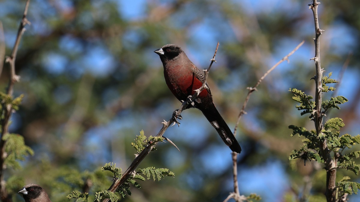 Black-faced Waxbill - ML638717391