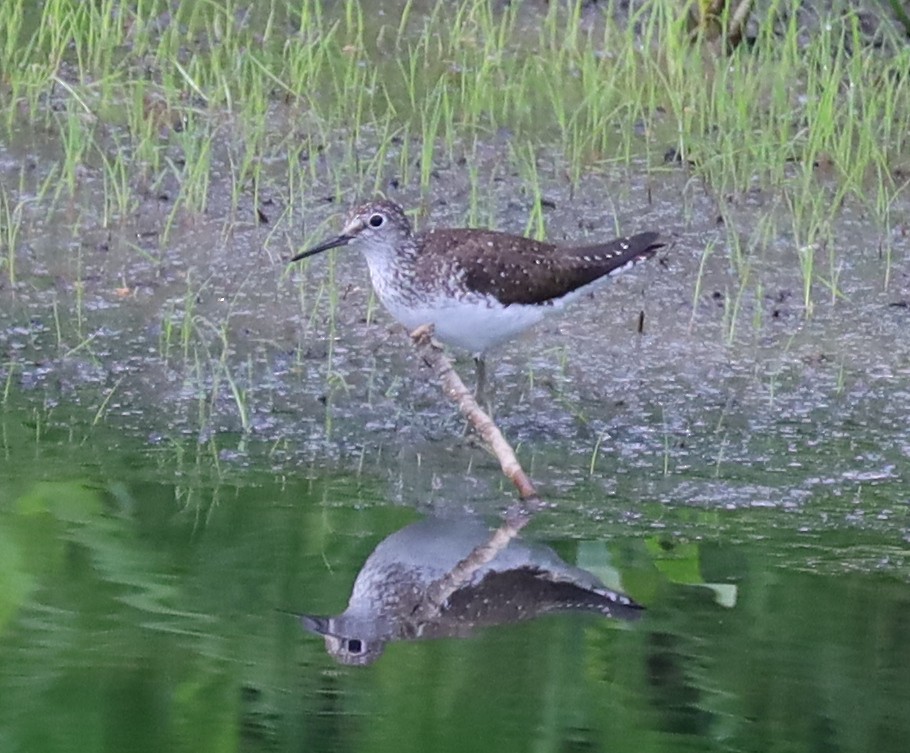 Solitary Sandpiper - ML638717392