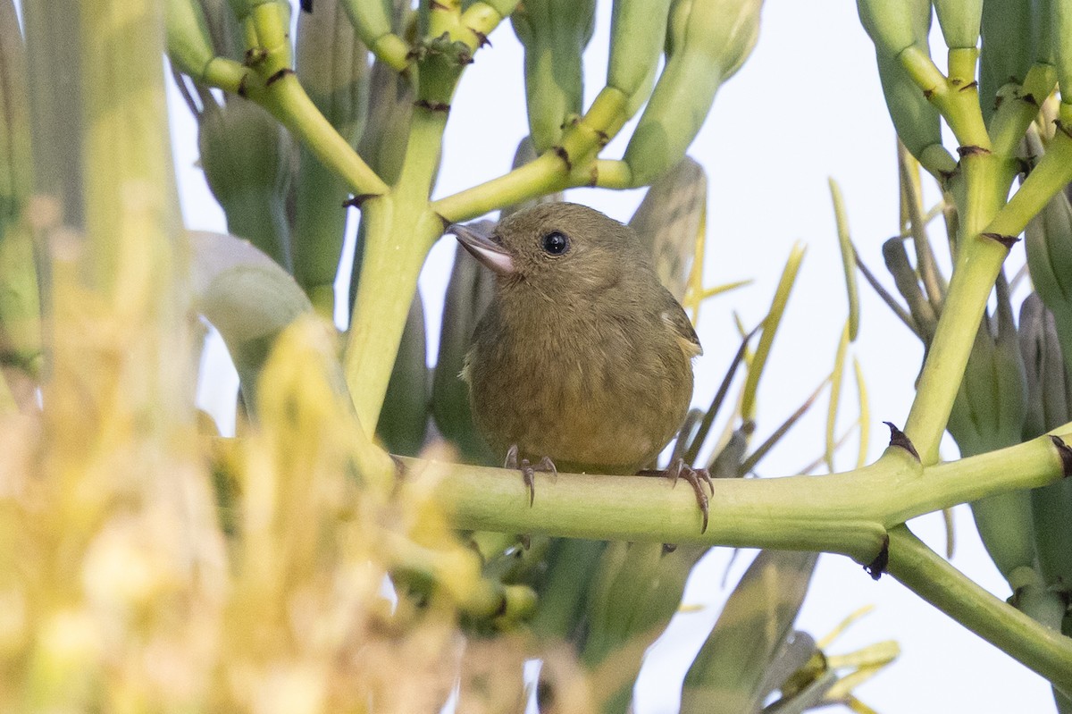 Cinnamon-bellied Flowerpiercer - ML638717394
