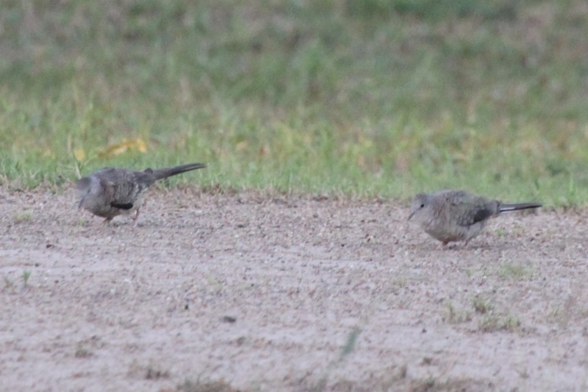 Inca Dove - ML638717443