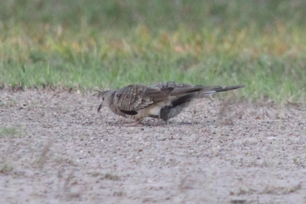 Inca Dove - ML638717444