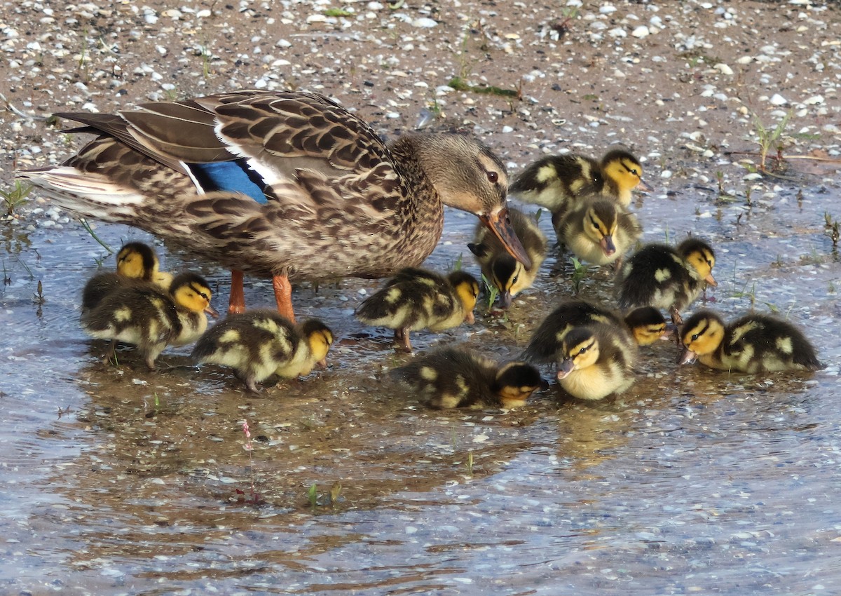 Mallard - ML638717445