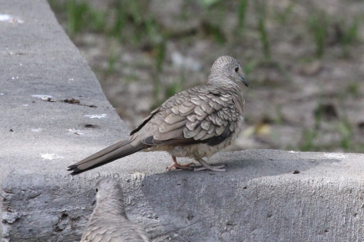 Inca Dove - ML638717446