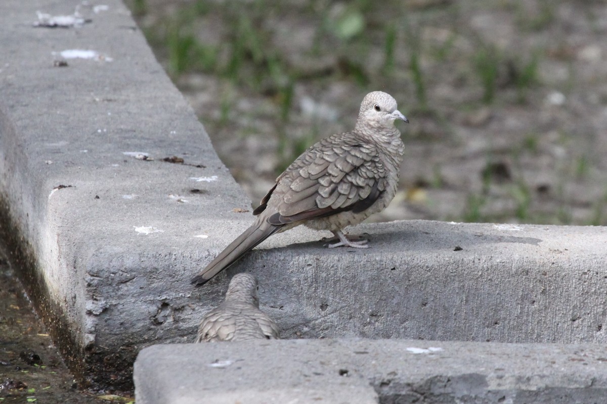 Inca Dove - ML638717447